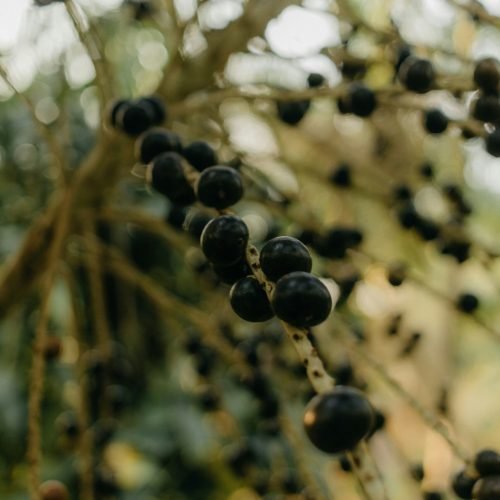kawe-rodrigues-fkwzxGgBtUs-unsplash Açaí, ingrediente amazônico do shampoo sólido nutrição